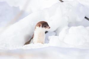 Least Weasel Mustela nivalis in snowy March photo