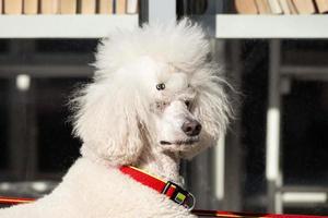 Fluffy white poodle walking in nature photo