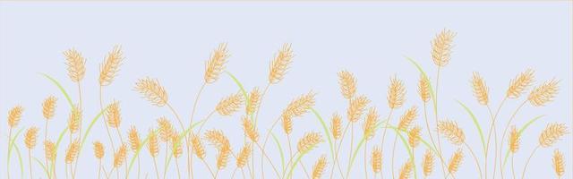 Cartoon yellow wheat field background isolated on white. Golden autumn harvest oat grain natural rural meadow farm agriculture landscape backdrop vector flat illustration