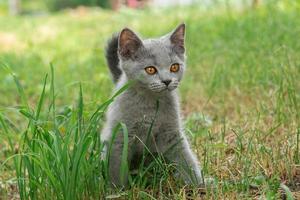 little Cute grey fluffy kitten outdoors. kitten first steps. photo