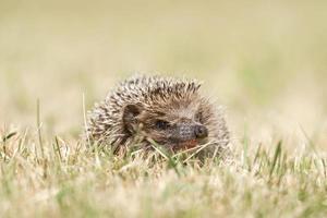 little cute hedgehog in the garden in the green grass photo