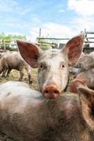 Pig farming raising and breeding of domestic pigs. photo