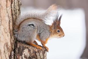 Red squirrel sitting on a tree branch in winter forest and nibbling seeds on snow covered trees background. photo