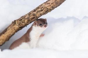 mínimo comadreja mustela nivalis en marcha nevada foto