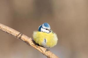 A blue tit Cyanistes caeruleus perched photo