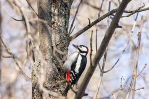woodpecker in the park on a tree photo