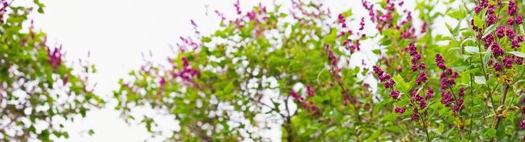 banner of blooming lilac in the spring season. Floral spring background with a place for an inscription. photo