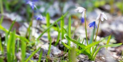 fragile white snowdrops in the spring forest . The soft sunlight. Spring background. photo