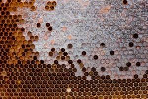 honeycomb with a honey texture. . Background texture and drawing of a section of wax honeycomb from photo