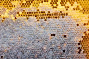 honeycomb with a honey texture. . Background texture and drawing of a section of wax honeycomb from photo