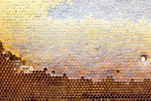 honeycomb with a honey texture. . Background texture and drawing of a section of wax honeycomb from photo