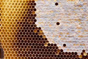 honeycomb with a honey texture. . Background texture and drawing of a section of wax honeycomb from photo