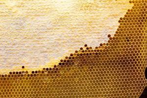 honeycomb with a honey texture. . Background texture and drawing of a section of wax honeycomb from photo