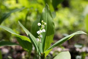 forest lilies of the valley in spring. Fragile forest flowers. Seasonal flowers photo