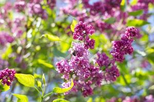 purple lilac outdoors. Gentle spring background. Spring May Flowers photo