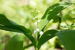 One lily of the valley in the spring forest. Gentle spring flowers. photo