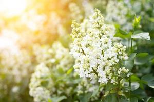 una ramita de lila blanca al aire libre. flores de mayo. fondo suave primavera foto