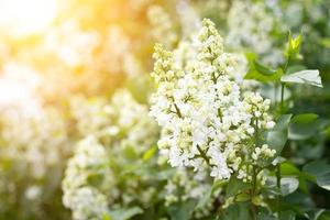 a sprig of white lilac outdoors. May flowers. Spring gentle background photo