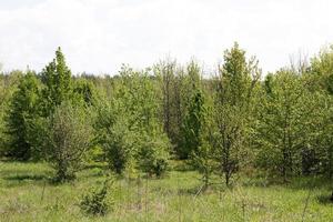 young forest, landscape of tranquil forest. Spring season photo