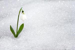 snowdrops in early spring from under the snow with a place for the inscription. photo