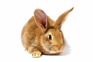 un pequeño conejo rojo esponjoso sobre un fondo blanco, un conejito de pascua para pascua. conejo para vacaciones de primavera. foto