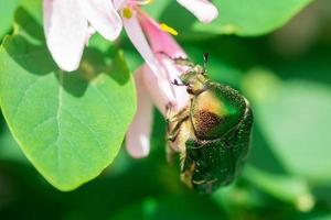 escarabajo cetonia aurata sentado en las flores de espino de cerca. fondo de la naturaleza. foto