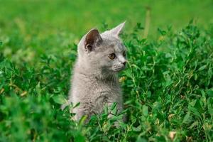 little Cute grey fluffy kitten outdoors. kitten first steps. photo