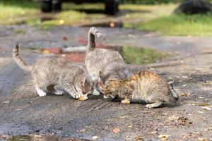 Gray striped cat walks on a leash on green grass outdoors. photo