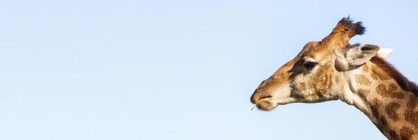 Portrait of a giraffe in a zoo photo