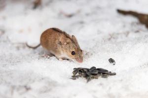 el ratón de campo rayado es un pequeño ratón de cola larga foto