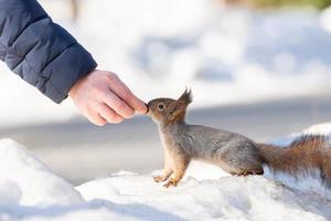 Red squirrel sitting on a tree branch in winter forest and nibbling seeds on snow covered trees background.. photo