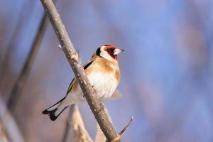 jilguero, carduelis carduelis, encaramado en una percha de madera con un fondo natural borroso foto