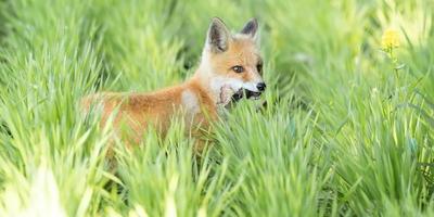 un magnífico zorro rojo salvaje vulpes vulpes cazando comida para comer en la hierba larga. foto
