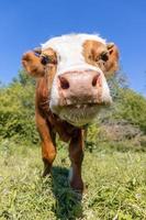 calf in the meadow photo