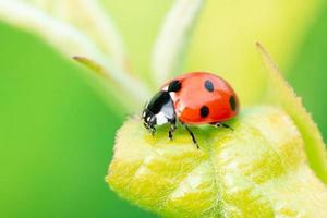 mariquita coccinellidae sobre tallo de perejil y fondo verde foto