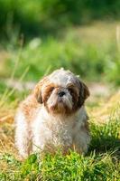 Front innocent face of young Shih Tzu dog, on green lawn with soft light photo