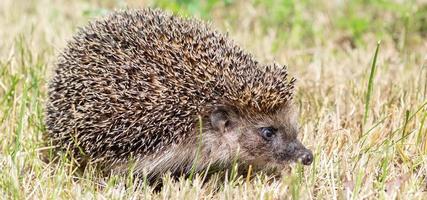 Young beautiful hedgehog in natural habitat outdoors in the nature photo