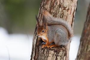 Red squirrel sitting on a tree branch in winter forest and nibbling seeds on snow covered trees background. photo