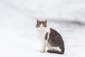 gato escondido en la nieve profunda. gato caminando en la nieve en invierno foto