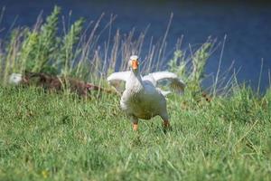 side view of white goose standing on green grass photo