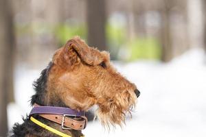 Welsh terrier on white snow photo