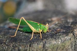 Grasshopper in the grass- close up view... photo