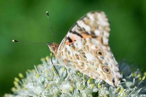 Butterfly on blossom flower in green nature.. photo