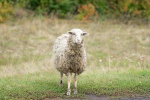 ovejas y corderos sobre hierba verde. foto
