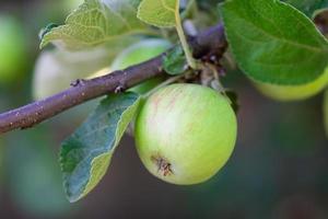 manzanas respetuosas con el medio ambiente. manzanas verdes en el árbol. hermosas manzanas maduran en una rama bajo los rayos del sol. foto