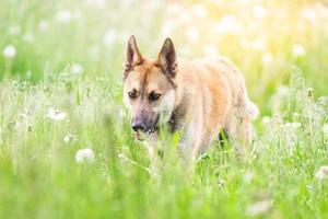 perro mestizo de color rojo yace boca abajo sobre la hierba, estirando sus patas delanteras hacia adelante. primavera. foto