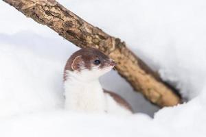 menos comadreja mustela nivalis en marcha nevada. foto