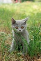 little Cute grey fluffy kitten outdoors. kitten first steps... photo