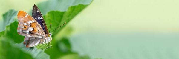 Butterfly on blossom flower in green nature photo