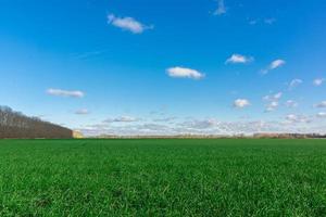 prados verdes con cielo azul y fondo de nubes. foto